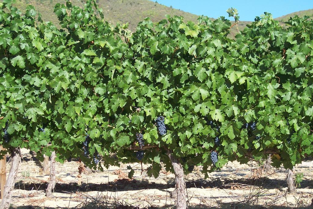 Sonklip Hotell Stellenbosch Eksteriør bilde