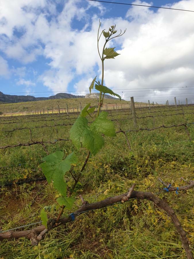 Sonklip Hotell Stellenbosch Eksteriør bilde